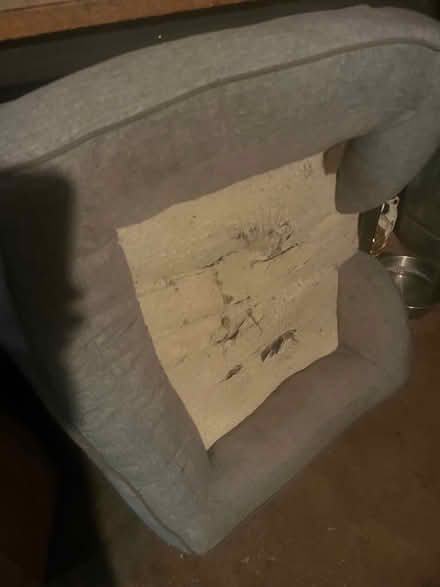 Photo of free large dog bed (Capitol Hill near Lincoln Park) #1