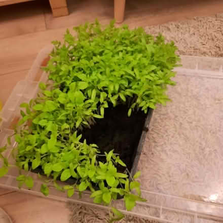 Photo of free Cherry tomato seedlings (Rose Hill OX4) #1