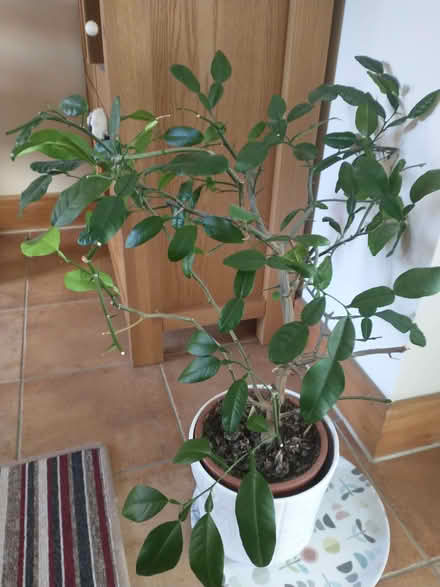 Photo of free Kaffir Lime - indoor house plant (Aston on Clun SY7) #1