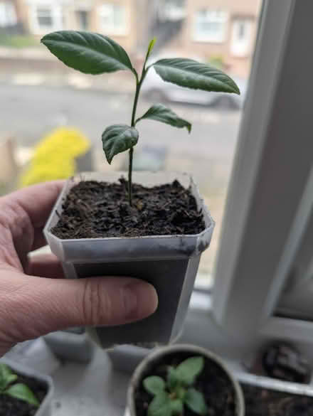 Photo of free Lemon apple cacti loe succ plants (Wallsend, NE28) #1
