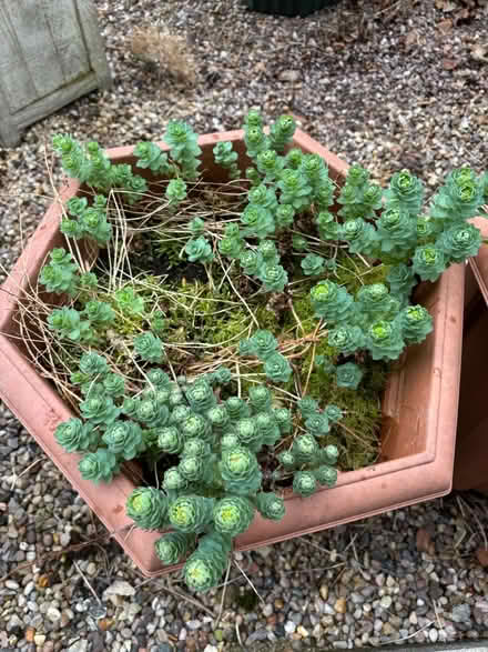 Photo of free Sedum succulent (M23 Northern Moor) #2