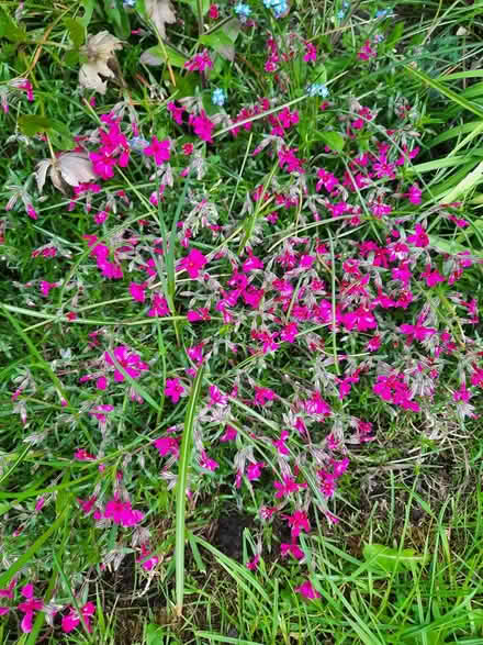 Photo of free Creeping phlox pink (Morden SM4) #2