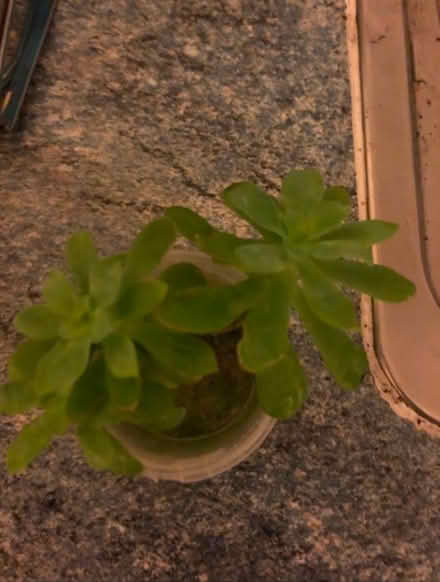 Photo of free Succulent cuttings (N19 archway) #1