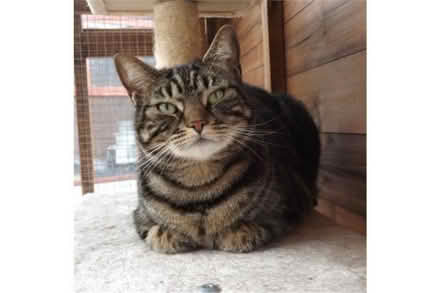 Photo of Felix cat food for my cats (Bonnington EH6 5) #3