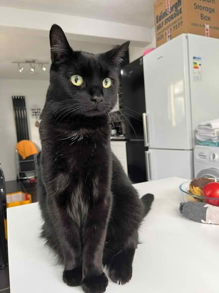 Photo of Felix cat food for my cats (Bonnington EH6 5) #2