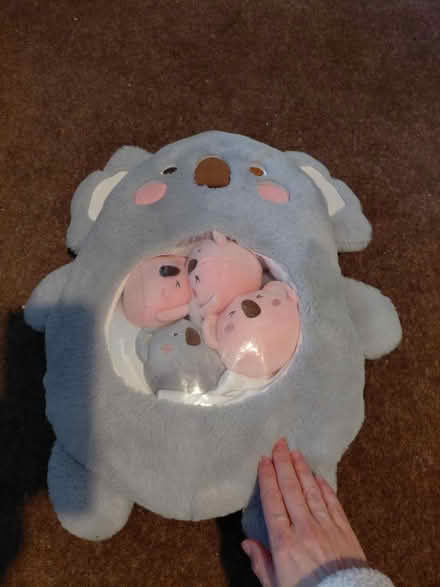 Photo of free Large koala teddy (Dorking) #2