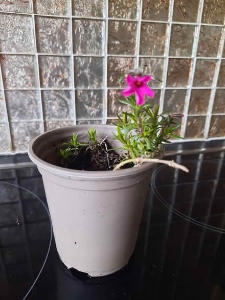 Photo of free Creeping phlox pink (Morden SM4) #1