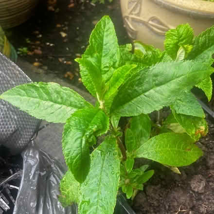 Photo of free Buddleia Plant, Purple (High Bentham LA2) #1