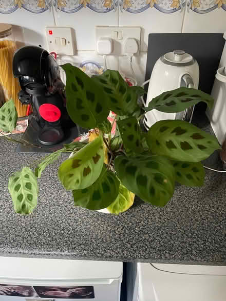Photo of free Indoor prayer plant (Southdown BA2) #1