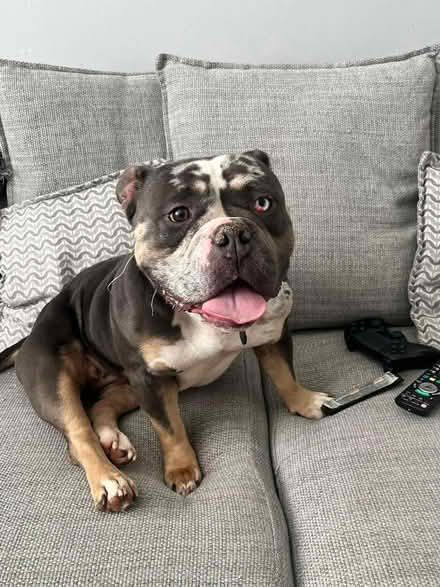 Photo of Dog toys and accessories (Colnbrook SL3) #1