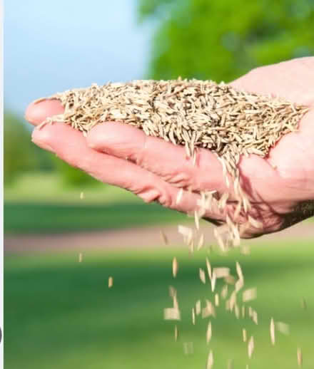 Photo of Grass seed (North Golden) #1