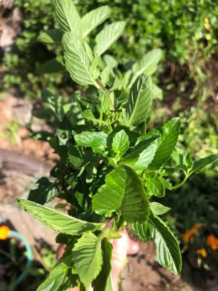Photo of free Mint cuttings (Cambrian) #1