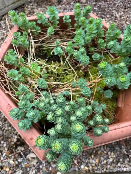 Photo of free Sedum succulent (M23 Northern Moor) #1
