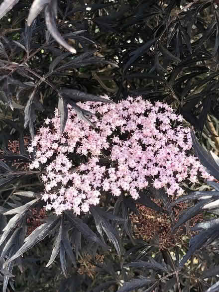Photo of Sambucus nigra cuttings or plant (Whitemoor NG8) #2