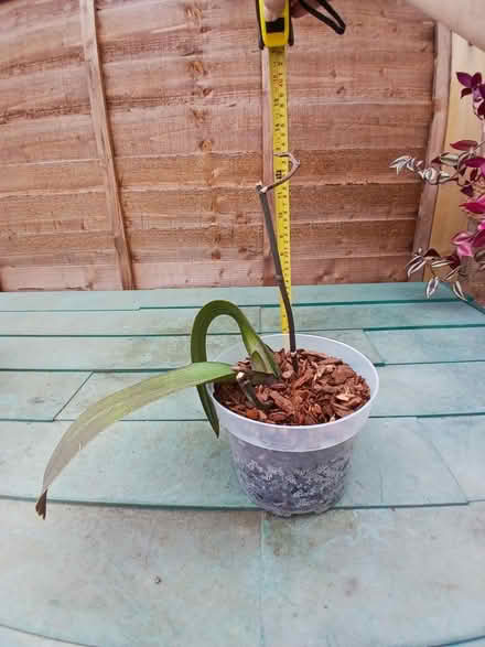 Photo of free Orchid plant (Henlow SG16) #1