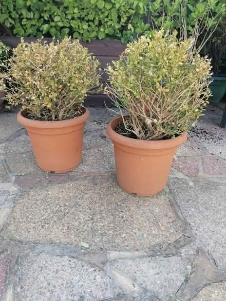 Photo of free Buxus plants - pots not included (Langney BN23) #1