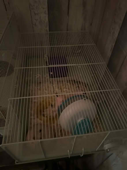 Photo of free Dwarf hamster + cage / accessories (tf10) #4