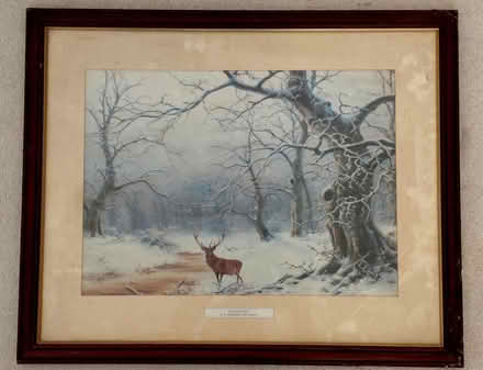 Photo of free 'The Lone Stag' (Pinkneys Green SL6) #1