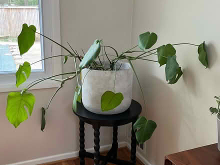 Photo of free Live plants (Mantua) #1