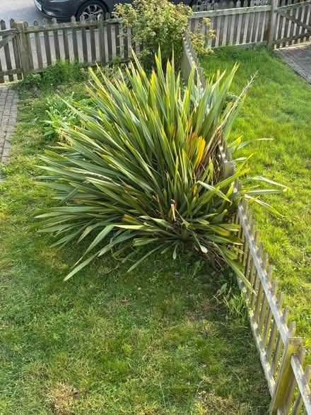 Photo of free Bush (CT4) #1