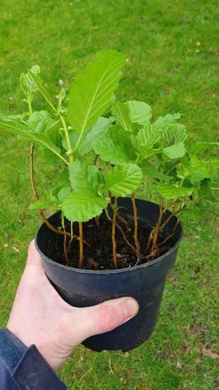 Photo of free Alder seedlings (Adel LS16) #1
