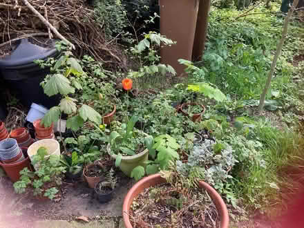 Photo of free Tree saplings (Marchmont EH9) #4