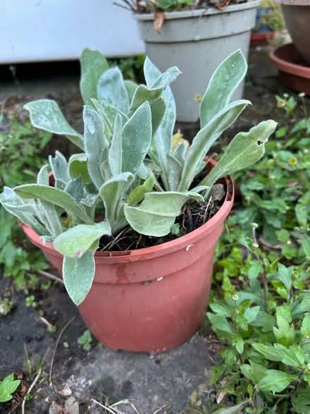 Photo of free Hosta Plant and Lychnis Plant (The Folders Lane Estate RH15) #1