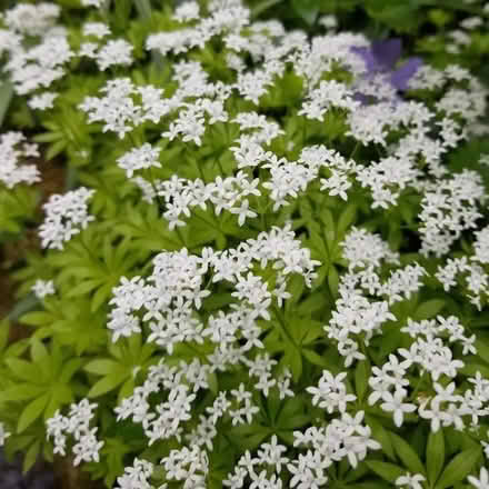 Photo of free Woodruff (Whitemoor NG8) #3