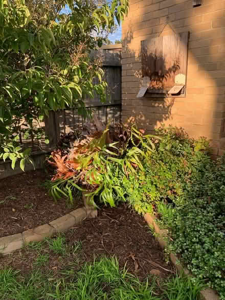 Photo of free Huge elkhorn fern (Craigieburn) #1