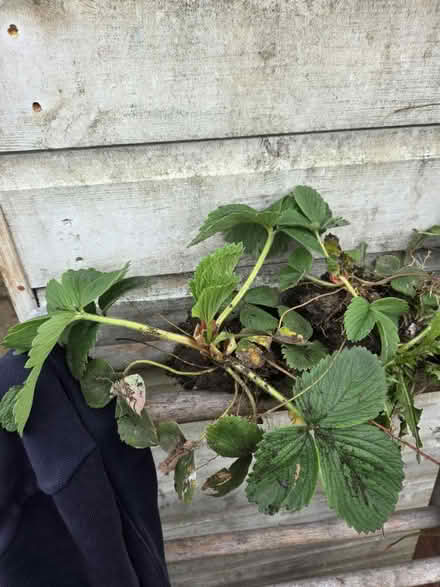 Photo of free Strawberry plants (Kennington) #1