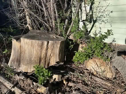 Photo of free Wood for splitting firewood (Edgewater) #1