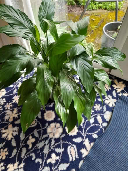 Photo of free Peace lily (lodge moor S10) #1