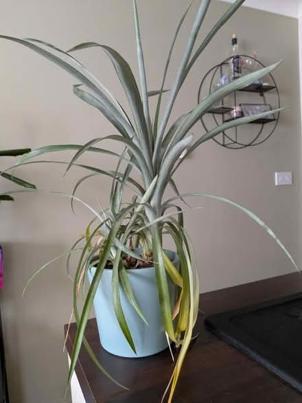 Photo of free Pineapple plant (RH19) #1