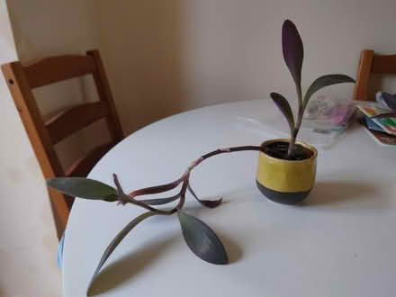 Photo of free Purple-heart spiderwort& cache pot (Cowley OX4) #1