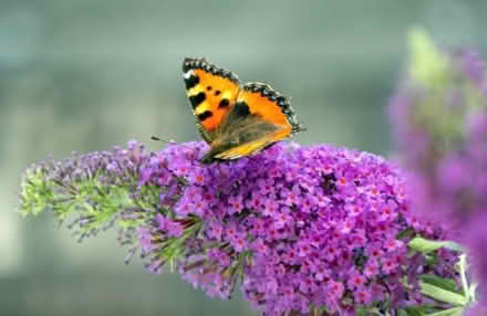 Photo of free Buddleia Plant, Purple/ Lavendar (High Bentham LA2) #2