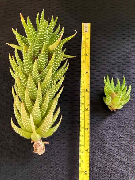 Photo of free Succulent cuttings (Strawberry Hill TW2) #1