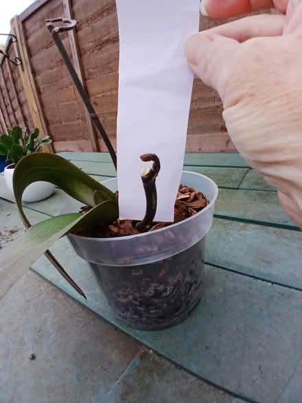 Photo of free Orchid plant (Henlow SG16) #3