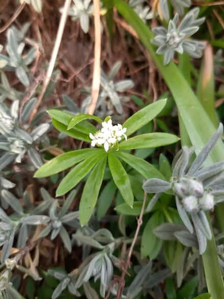 Photo of free Woodruff (Somerton TA11) #1