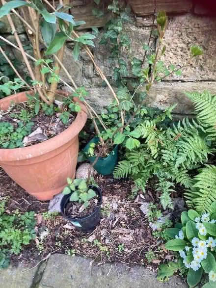 Photo of free Tree saplings (Marchmont EH9) #2