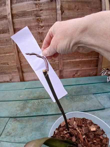 Photo of free Orchid plant (Henlow SG16) #2