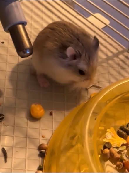 Photo of free Dwarf hamster + cage / accessories (tf10) #2