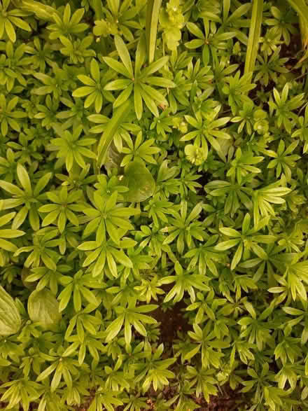 Photo of free Woodruff (Whitemoor NG8) #2