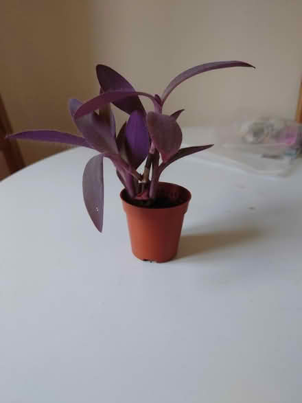 Photo of free Purple-heart spiderwort (Cowley OX4) #1