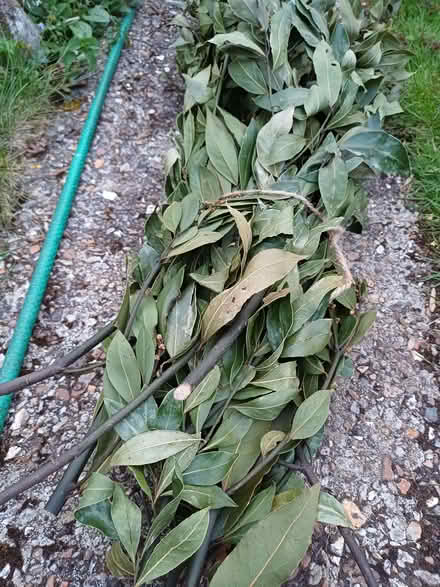 Photo of free Bay leaves. partly dried on fronds cut from our tree. (Bromham MK43) #1