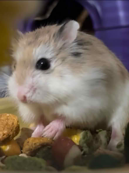 Photo of free Dwarf hamster + cage / accessories (tf10) #1
