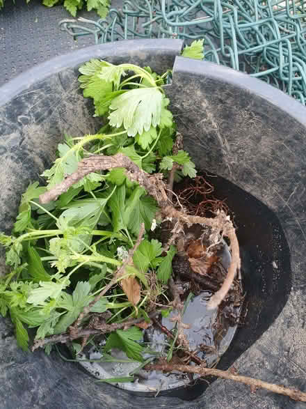 Photo of free Gooseberry plant (New Greens AL3) #1