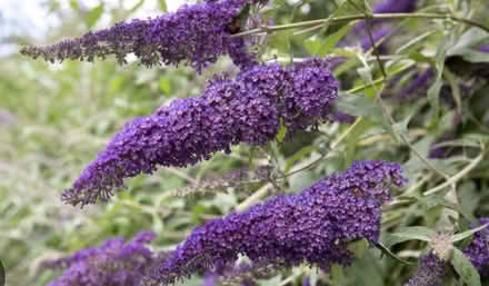 Photo of free Buddleia Plant, Purple/ Lavendar (High Bentham LA2) #3