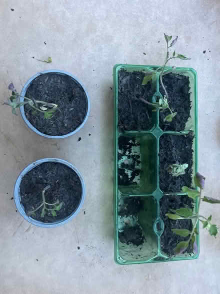 Photo of free Plum tomatoes and beef tomatoes (Catford South SE12) #1
