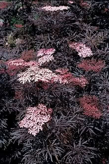 Photo of Sambucus nigra cuttings or suckers (Somerton TA11) #1