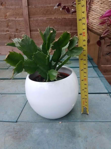 Photo of free Plant (Henlow SG16) #1